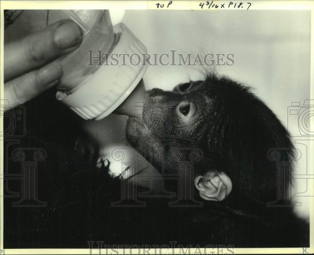 1990 Press Photo Baby monkey is bottle fed- Historic Images