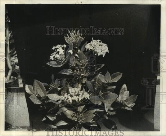1968 Press Photo Red-flowering Ixora Bears small star-shaped flowers in clusters