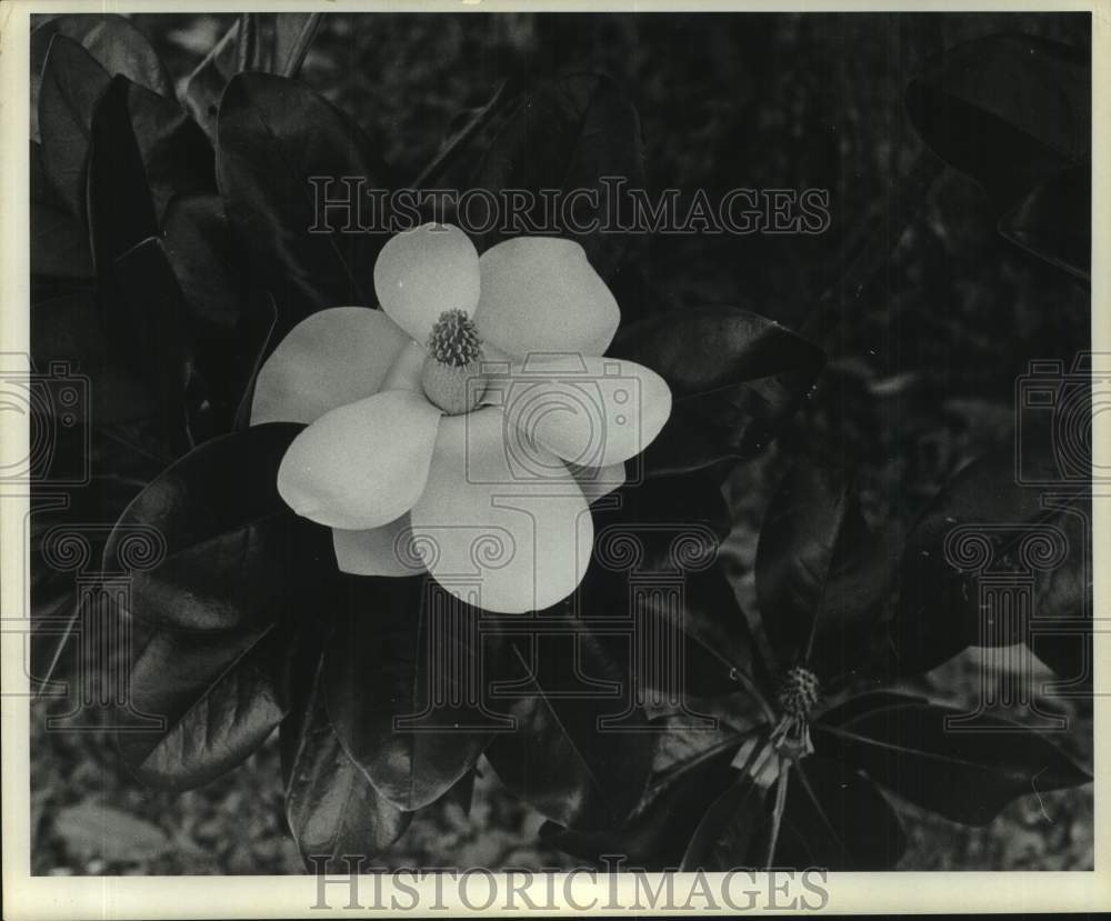 1969 Press Photo Magnolia flower - nob94367