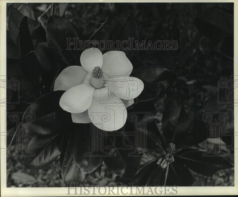 Load image into Gallery viewer, 1969 Press Photo Magnolia flower - nob94367
