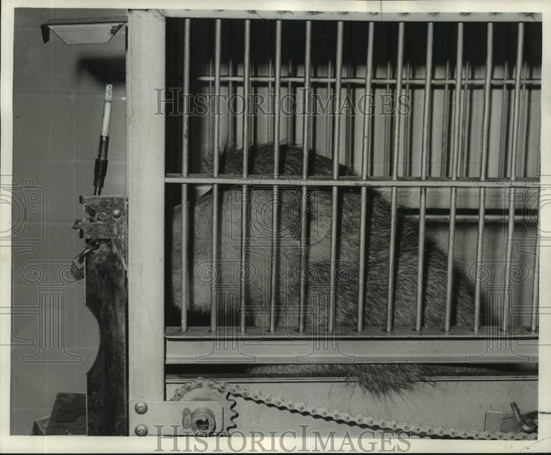 Load image into Gallery viewer, 1967 Press Photo Baboon Henry smokes a cigarette at Louisiana State University
