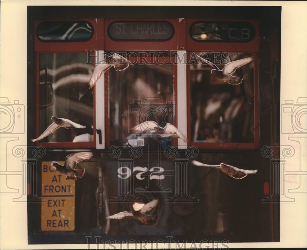 1989 Press Photo Flock of pigeons escort one of St. Charles Street Cars- Historic Images