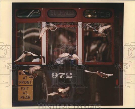 1989 Press Photo Flock of pigeons escort one of St. Charles Street Cars- Historic Images