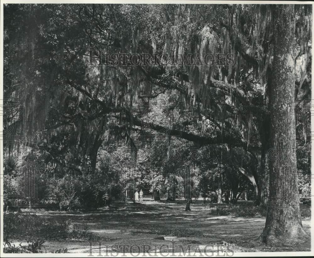 1969 Press Photo Oakley Plantation, one of the tree shrouded walks- Historic Images