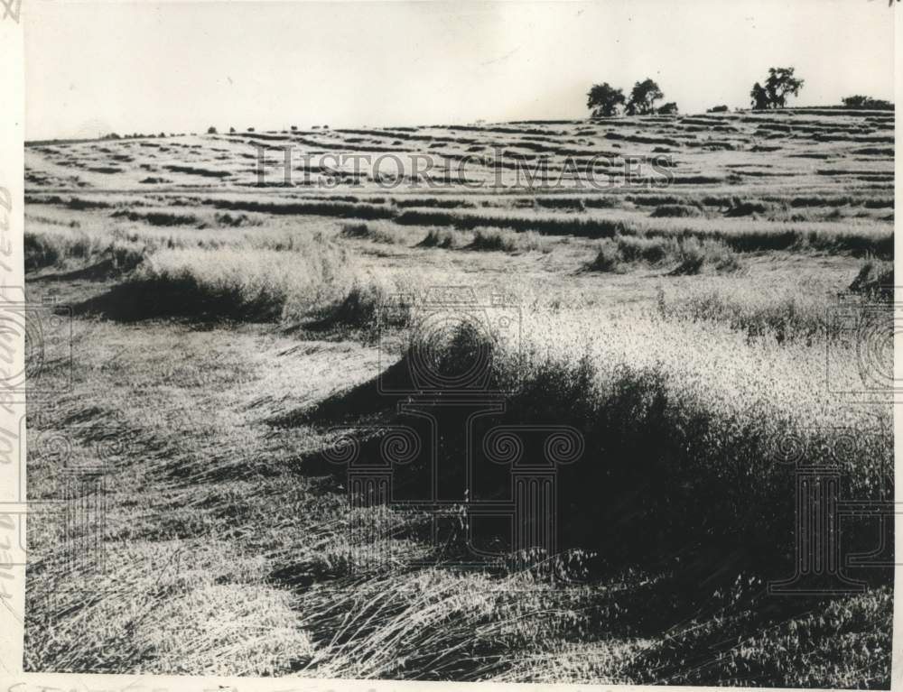 1967 Press Photo Landscape of Albert Schuetz&#39;s field of oats near Monroe, Wis.- Historic Images