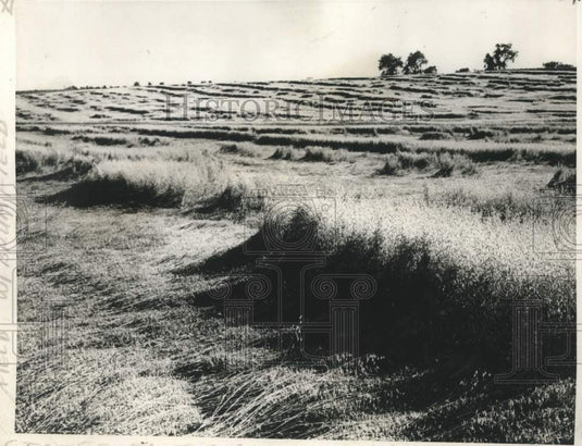 1967 Press Photo Landscape of Albert Schuetz's field of oats near Monroe, Wis.- Historic Images