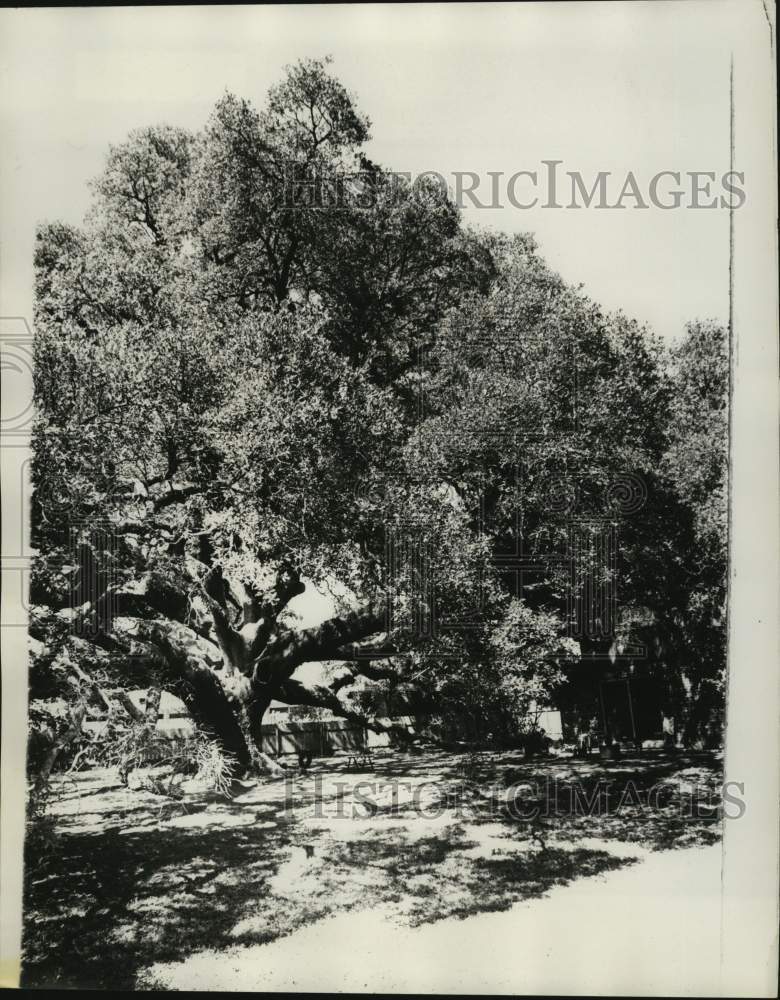 1976 Press Photo Oak Tree- Historic Images