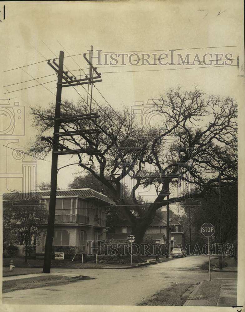 1973 Press Photo 300 Year Old Tree Causes Controversy On Audubon Street