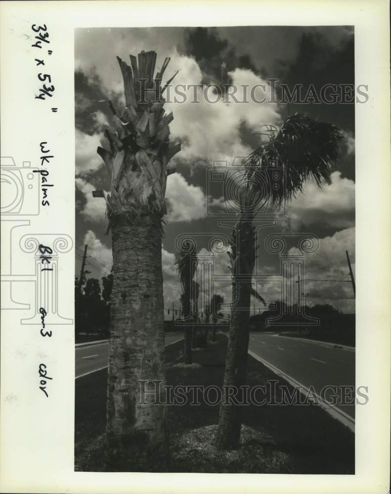 1993 Press Photo Dead palm trees line Williams Boulevard in Kenner- Historic Images