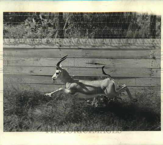 1968 Press Photo Rare Arabian Gazelle, Gift From King Hussein Of Jordan- Historic Images