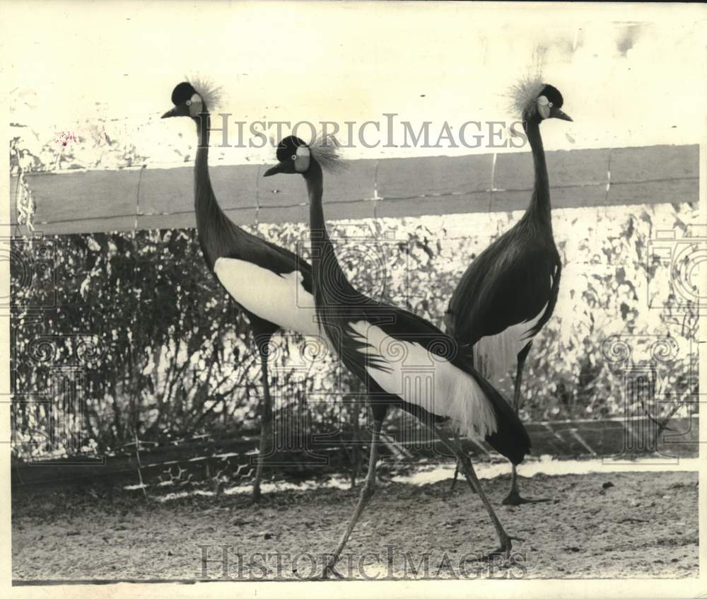 1968 Press Photo Three African Crown Cranes In Their Enclosure- Historic Images