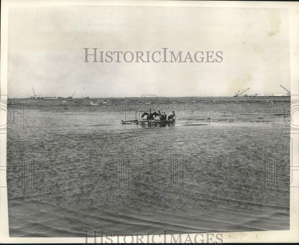 1970 Press Photo Brown Pelicans Float On Debris In Gulf Of Mexico - nob99574