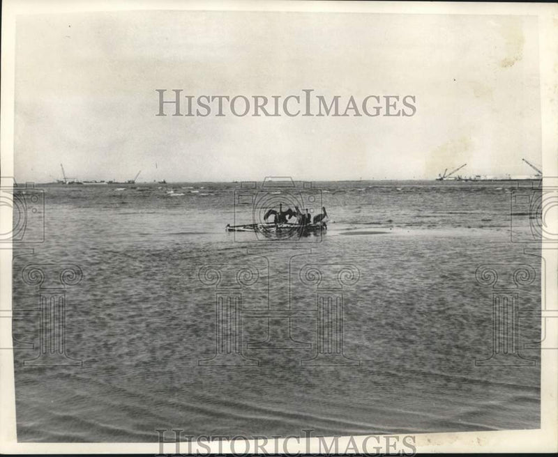 Load image into Gallery viewer, 1970 Press Photo Brown Pelicans Float On Debris In Gulf Of Mexico - nob99574

