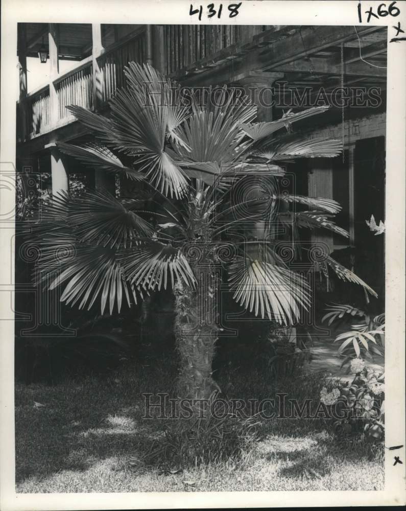 1965 Press Photo A Palm Tree - noc01477