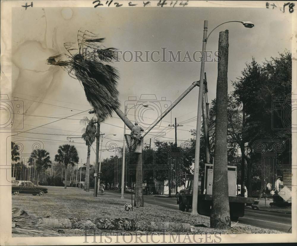 1962 Press Photo Parkway Commission Workers de-palming palm tree, New Orleans- Historic Images
