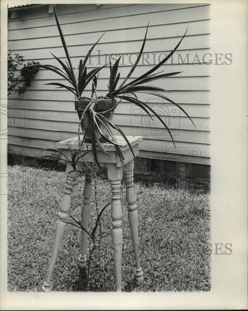1962 Press Photo Sansevieria subajecta plant in New Orleans - noc03012