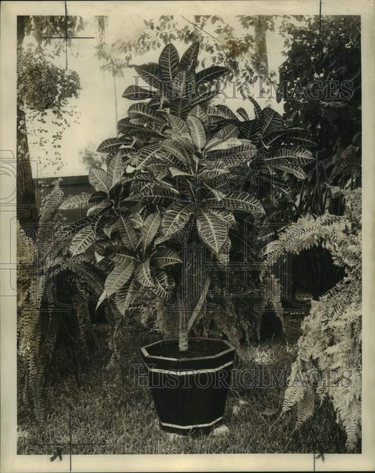 1965 Press Photo Croton in redwood tub with pink & green leaves.- Historic Images