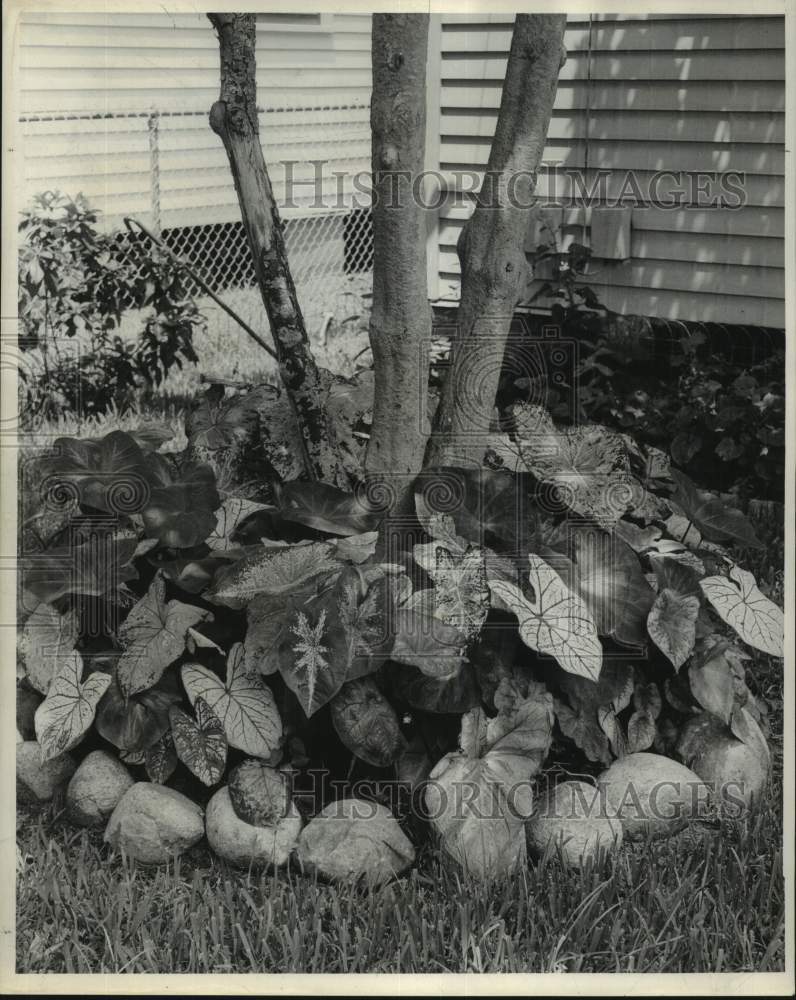 1963 Press Photo Caladium plant at home of Sidney Bagarel, New Orleans