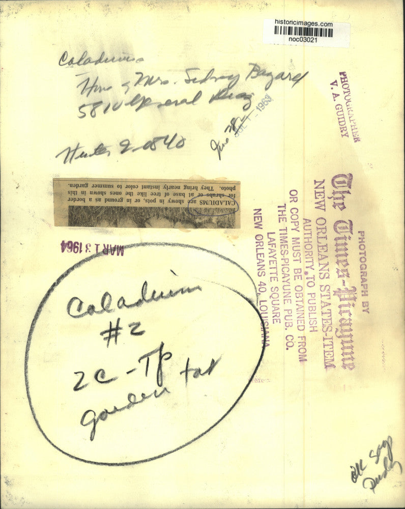 1963 Press Photo Caladium plant at home of Sidney Bagarel, New Orleans