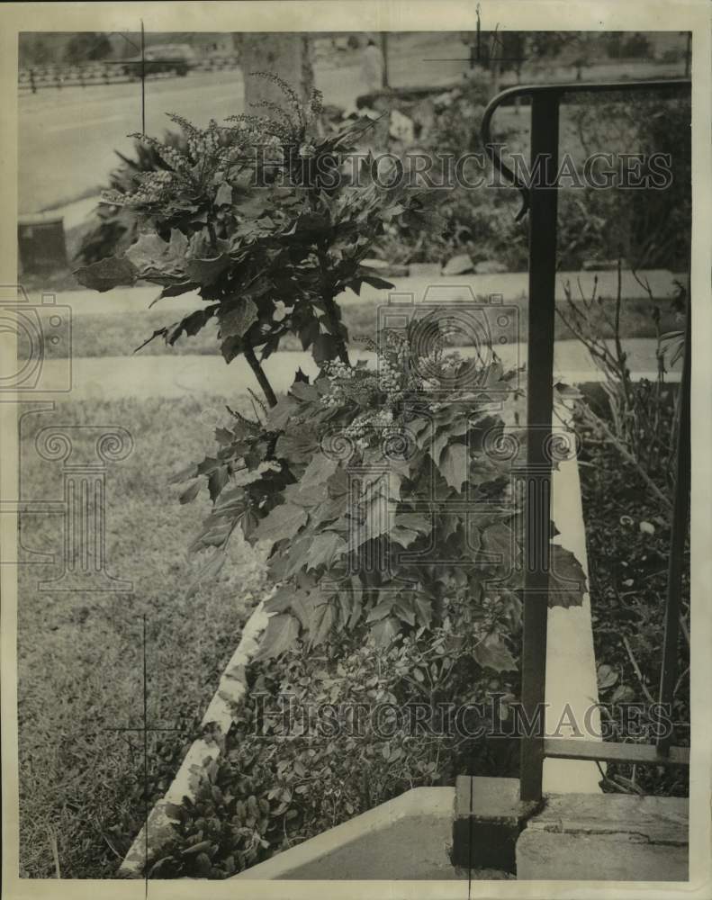 Load image into Gallery viewer, 1966 Press Photo Mahonia, Evergreen Shrub, Home of Mrs. A.J. Blanchard

