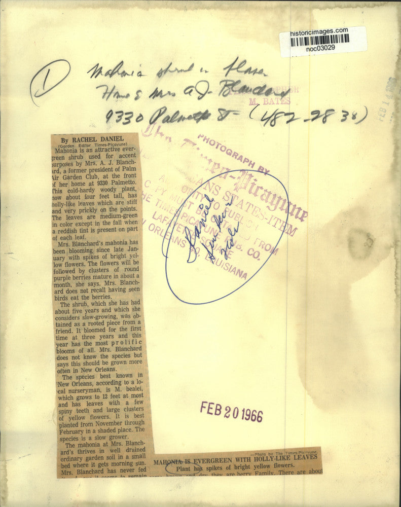 1966 Press Photo Mahonia, Evergreen Shrub, Home of Mrs. A.J. Blanchard