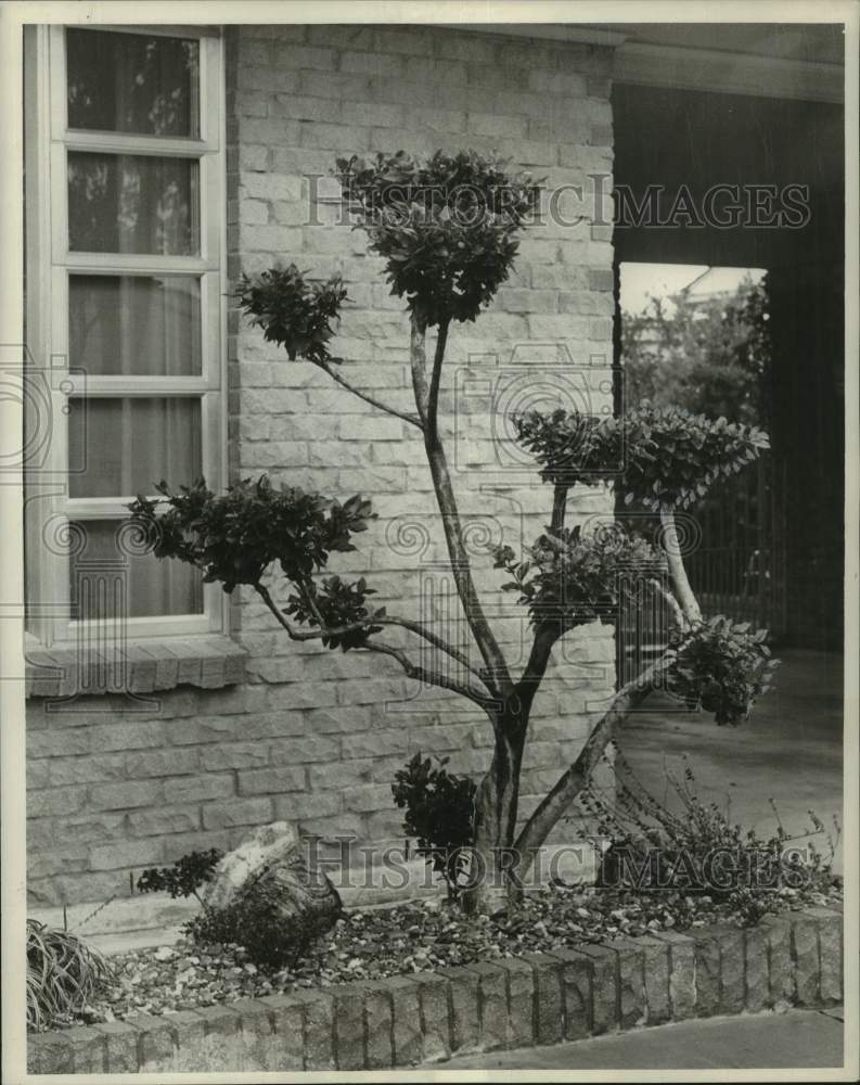 1964 Press Photo Wax Ligustrum Plant at Mrs. Elnory Ornelles' Home, Louisiana