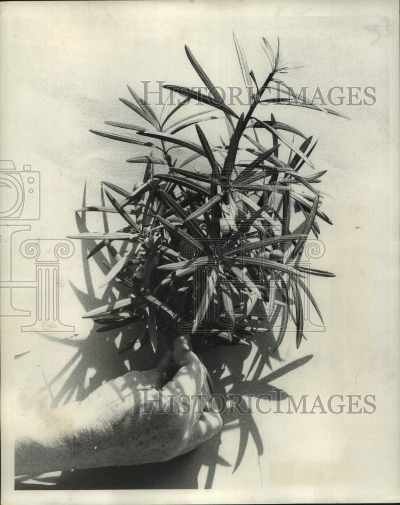 1969 Press Photo Japanese Yew Foliage - noc03034