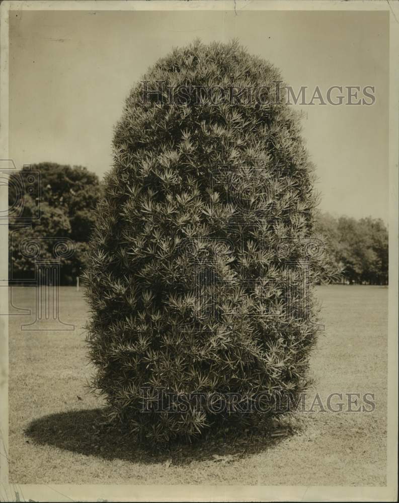 1971 Press Photo Japanese Yew Tree- Historic Images