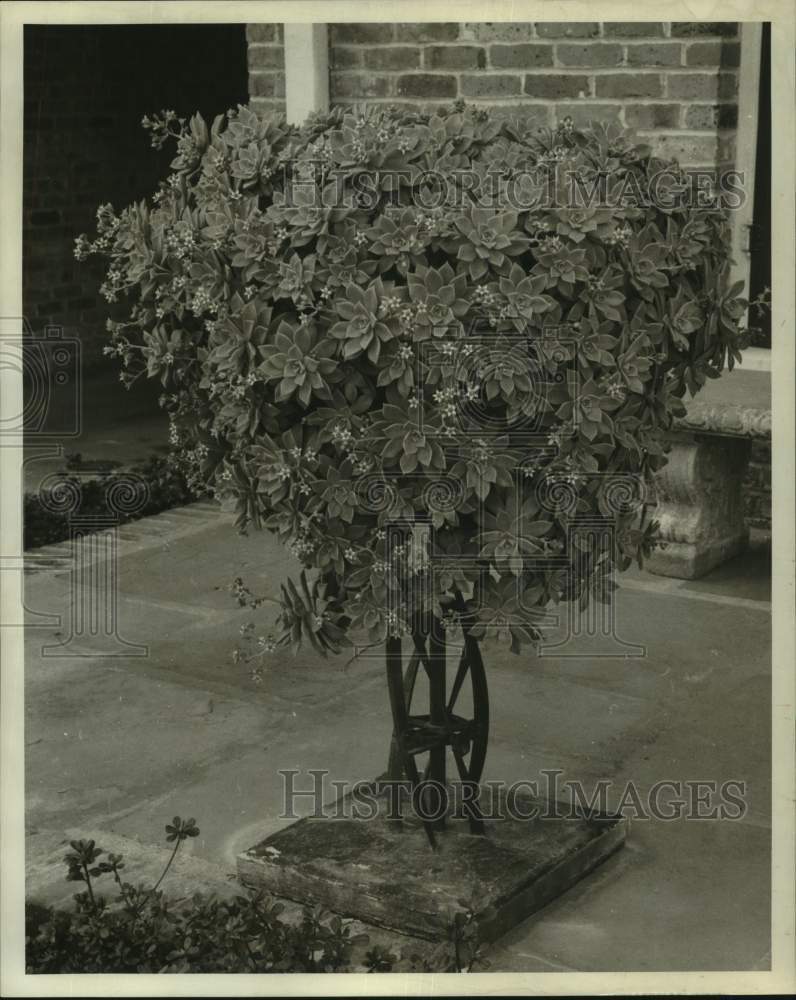 1969 Press Photo Wax Plant at Parkway and Parks Commission on Gentilly Boulevard