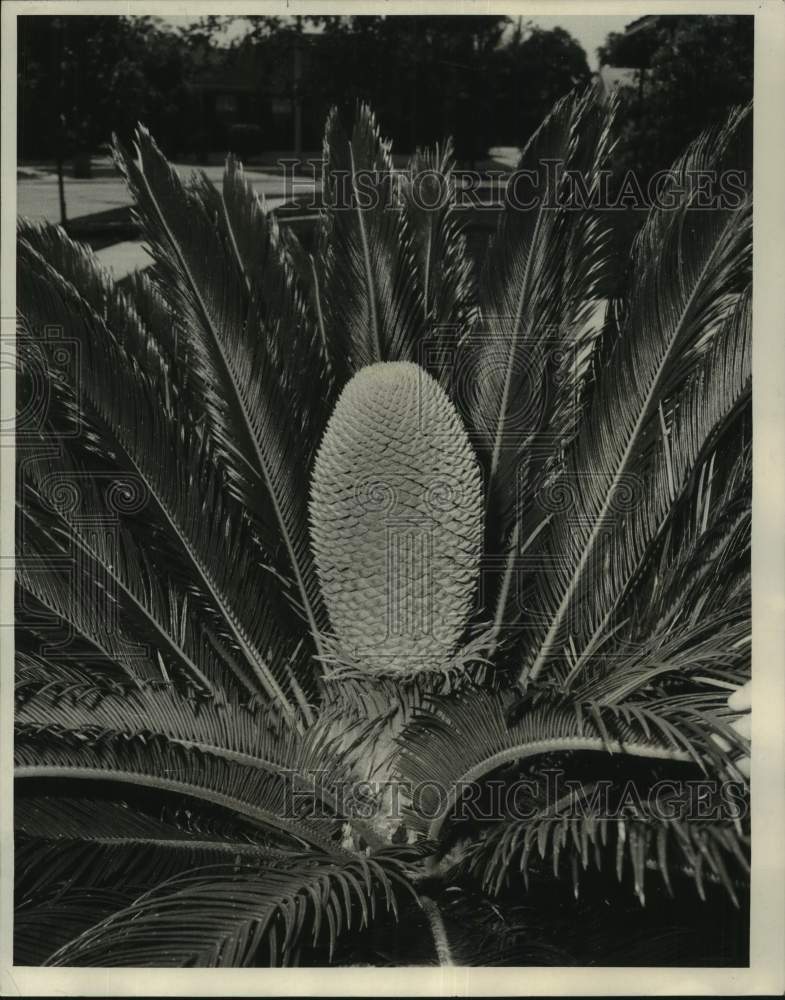 1971 Press Photo Sago Palm Grown by E.L. Stieffel II, Algiers, Louisiana- Historic Images