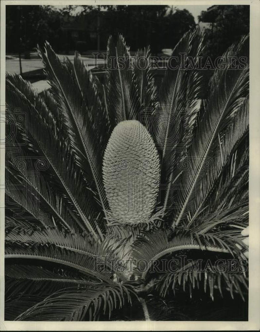 1971 Press Photo Sago Palm Grown by E.L. Stieffel II, Algiers, Louisiana- Historic Images