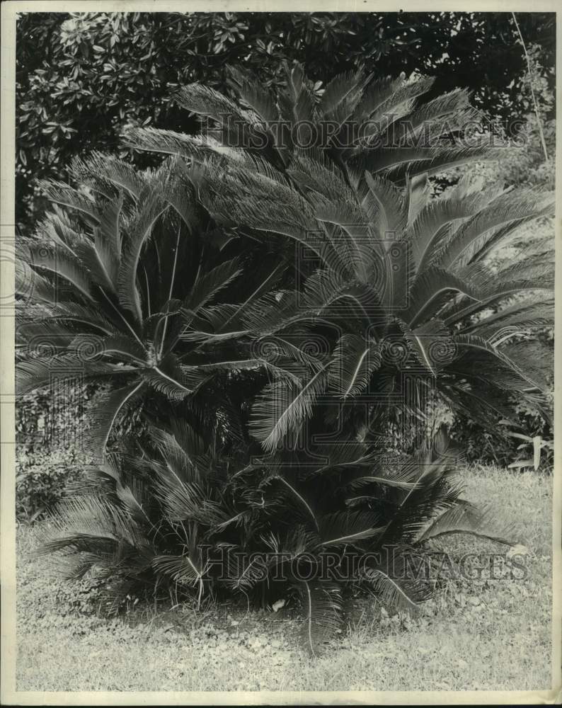 1963 Press Photo Sago Palms on Colbert Street, New Orleans - noc03107