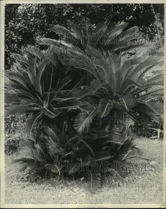 1963 Press Photo Sago Palms on Colbert Street, New Orleans - noc03107