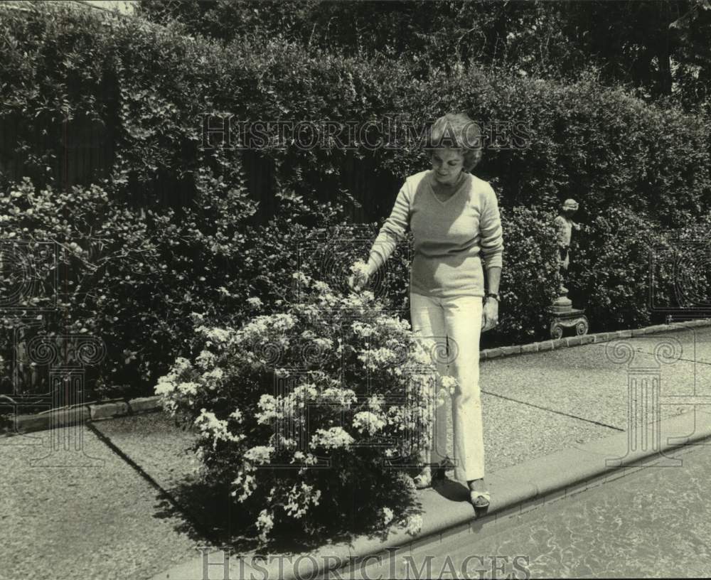 1981 Press Photo Mrs. Richard Hinderman tends to white-flowering plumbago shrub- Historic Images