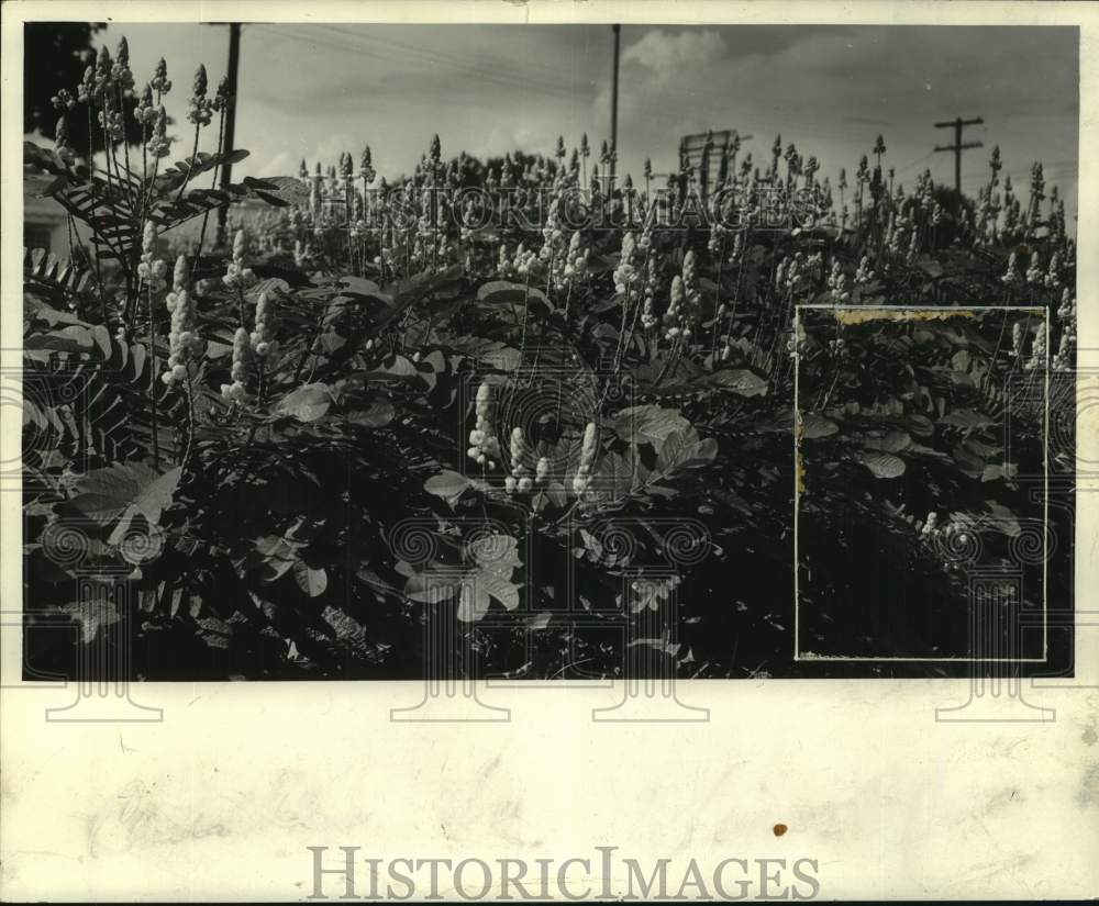 1962 Press Photo The Candelabra shrub along Canal Boulevard - Historic Images