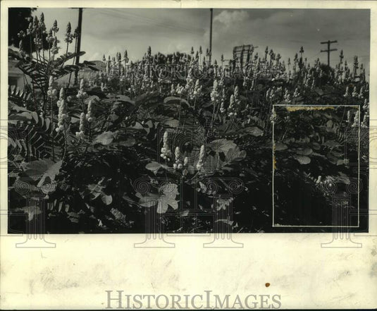 1962 Press Photo The Candelabra shrub along Canal Boulevard - Historic Images