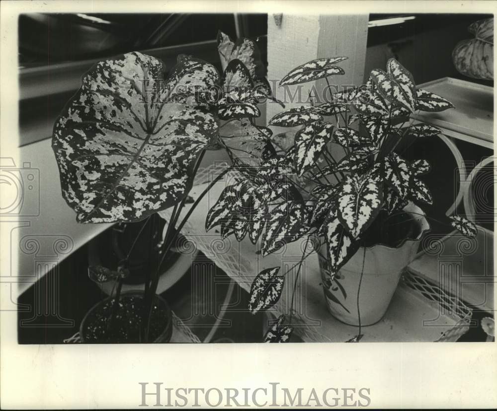 1962 Press Photo Miniature caladium plant at A. J. Lodge home in Louisiana