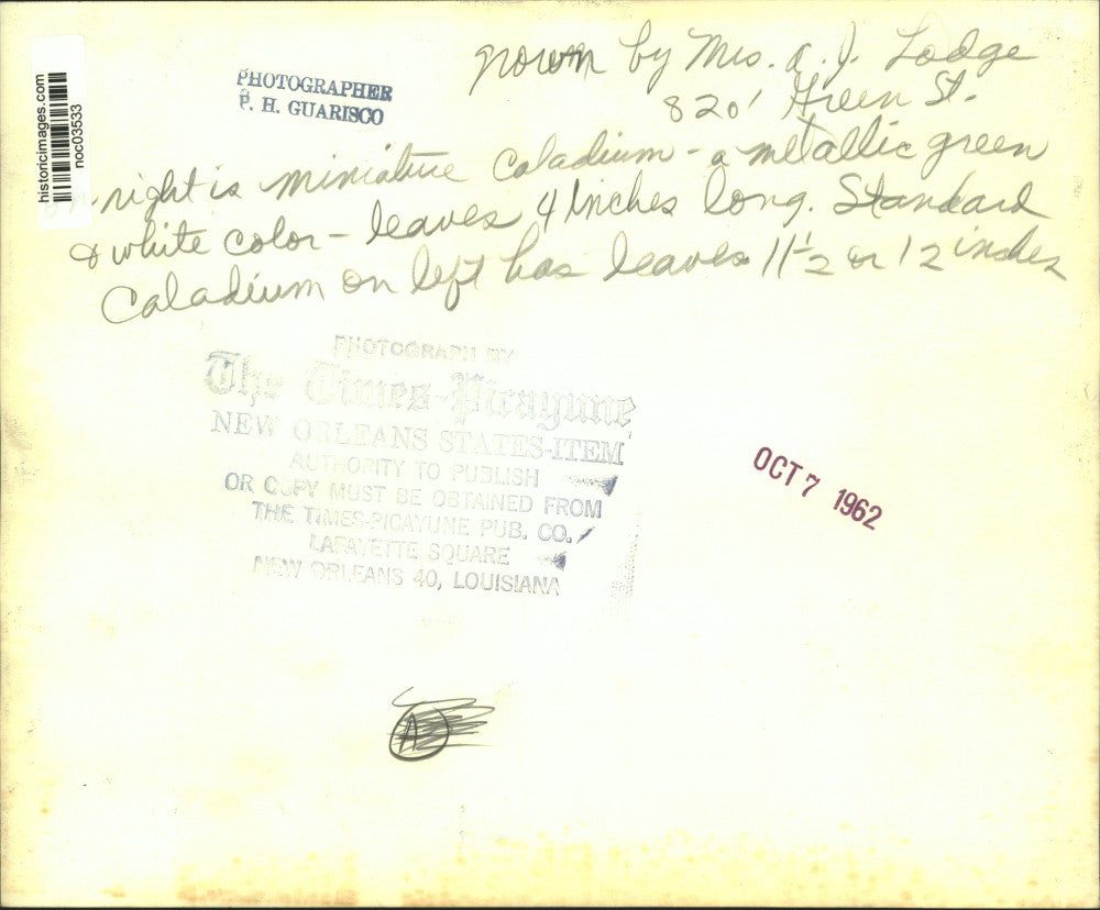 1962 Press Photo Miniature caladium plant at A. J. Lodge home in Louisiana