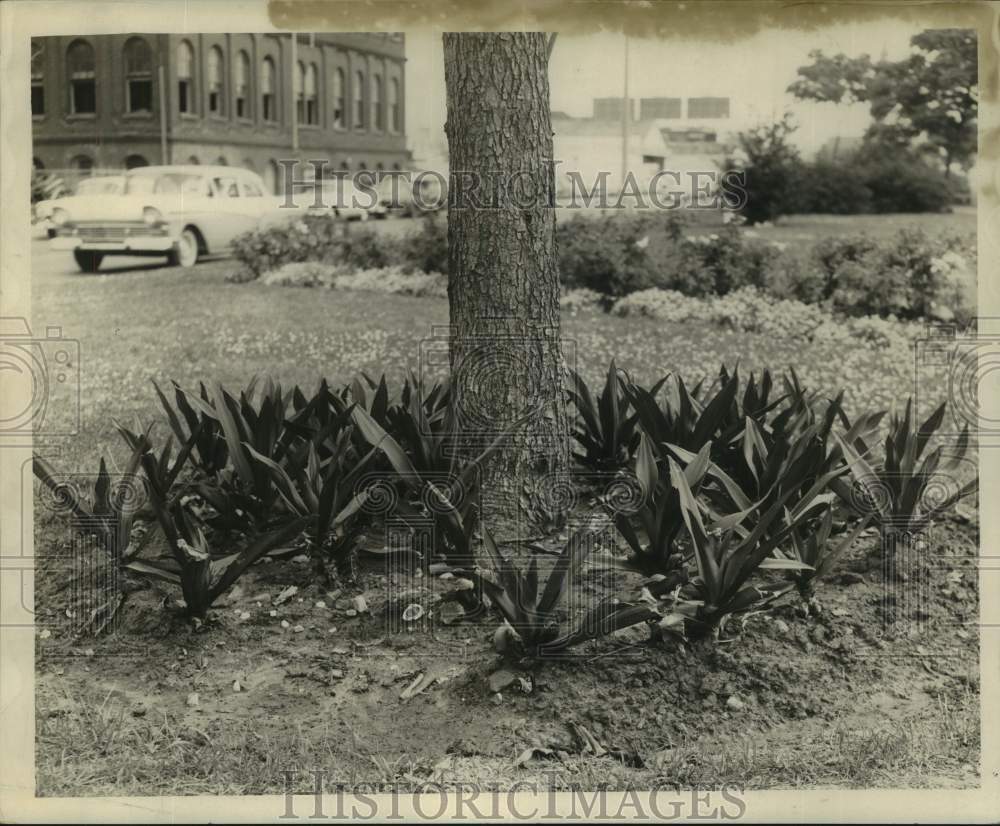 1960 Press Photo Tropical Plant Growing Under a Tree - noc03542