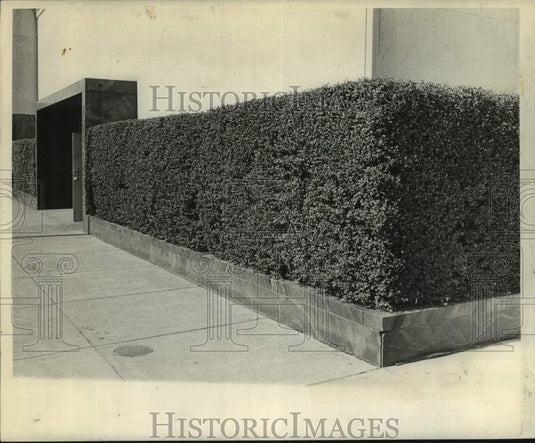 1963 Press Photo The Yaupon, form of Holly- Historic Images