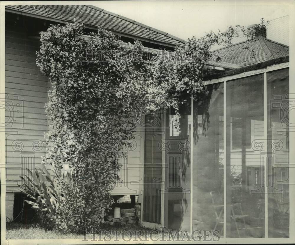 1968 Press Photo Confederate Jasmine, Evergreen Vine, in New Orleans - noc03940