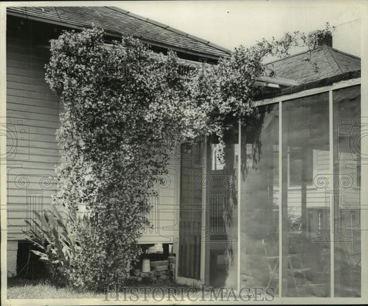 1968 Press Photo Confederate Jasmine, Evergreen Vine, in New Orleans - noc03940