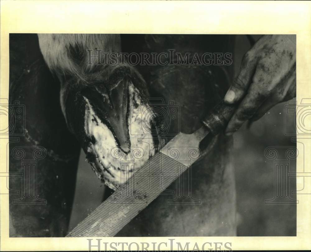 1994 Press Photo Jeff Perez files and pares mule hoof for shoeing- Historic Images