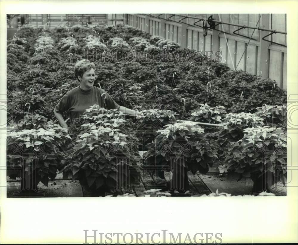 1990 Press Photo Peggy Brown with Poinsettias, Belle Chasse, Louisiana- Historic Images