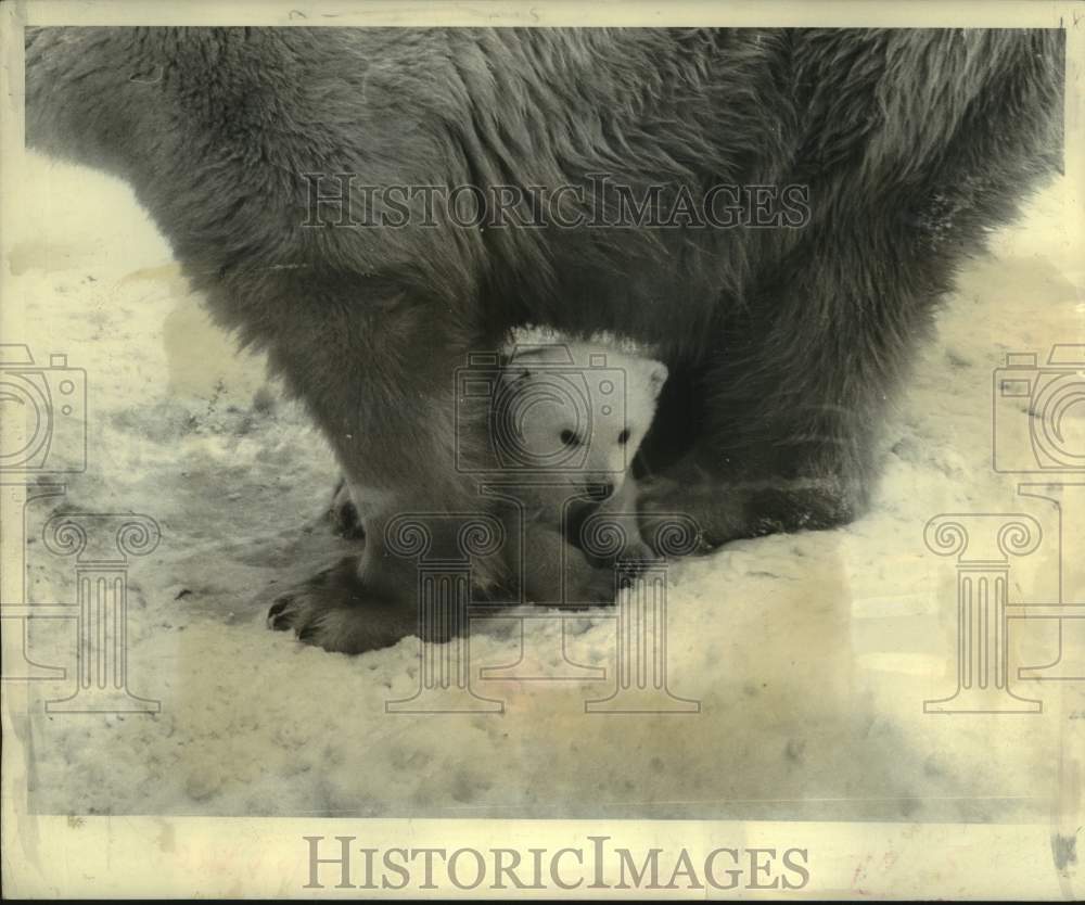 1967 Press Photo Baby polar bear Mick snuggles with his mother at Stockholm Zoo- Historic Images