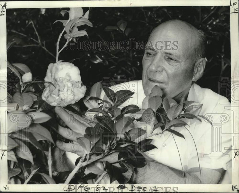 Load image into Gallery viewer, 1968 Press Photo Al Powell "The Camellia Man" admiring an early camellia bloom
