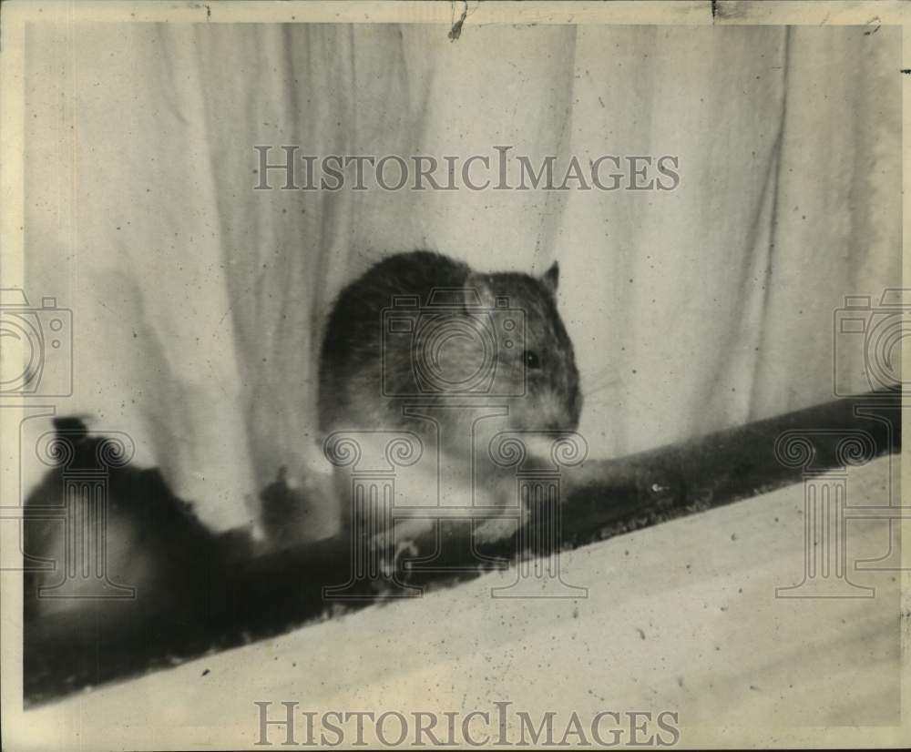 1968 Press Photo One of hundreds of rats that infested York, Green Aces bungalow
