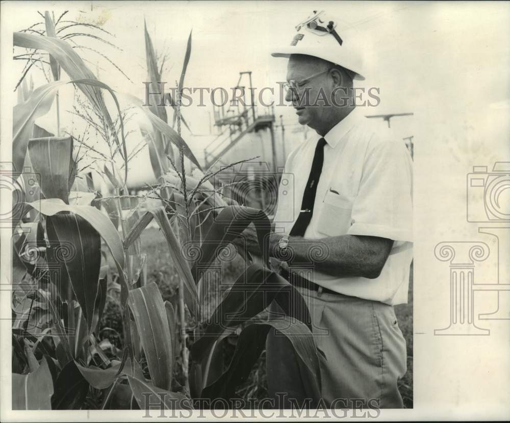 1968 Press Photo Pontchartrain Works manager Manning Riser inspects corn