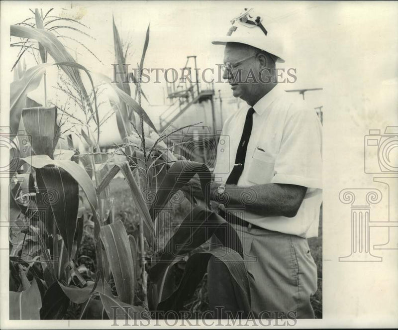 Load image into Gallery viewer, 1968 Press Photo Pontchartrain Works manager Manning Riser inspects corn
