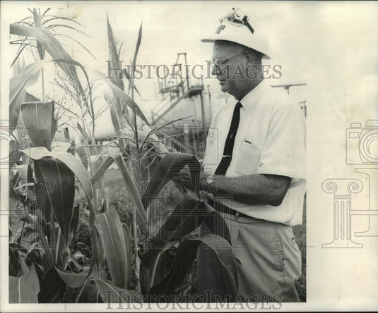1968 Press Photo Pontchartrain Works manager Manning Riser inspects corn